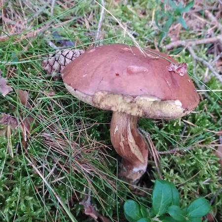 Wczasy Sandi Chlapowo