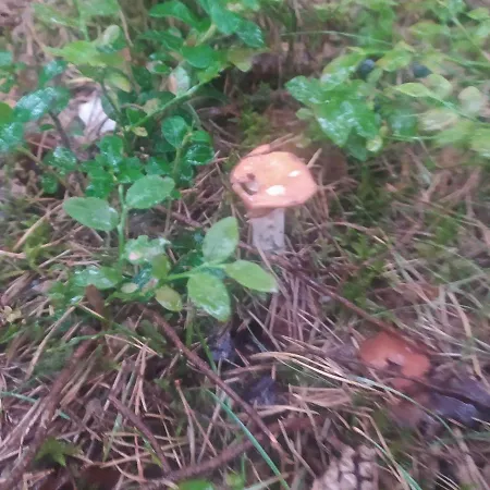 Wczasy Sandi Chlapowo *