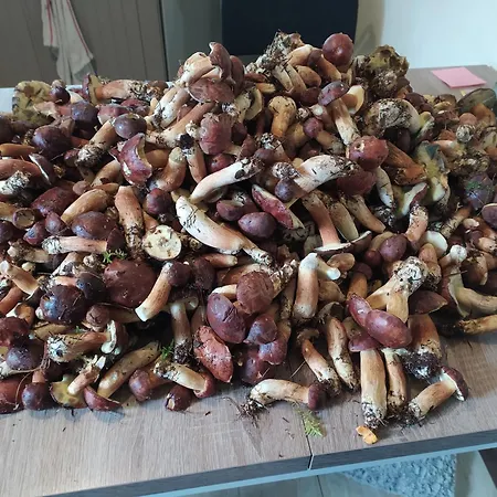 Wczasy Sandi Chlapowo Accommodatie bij particulieren Władysławowo