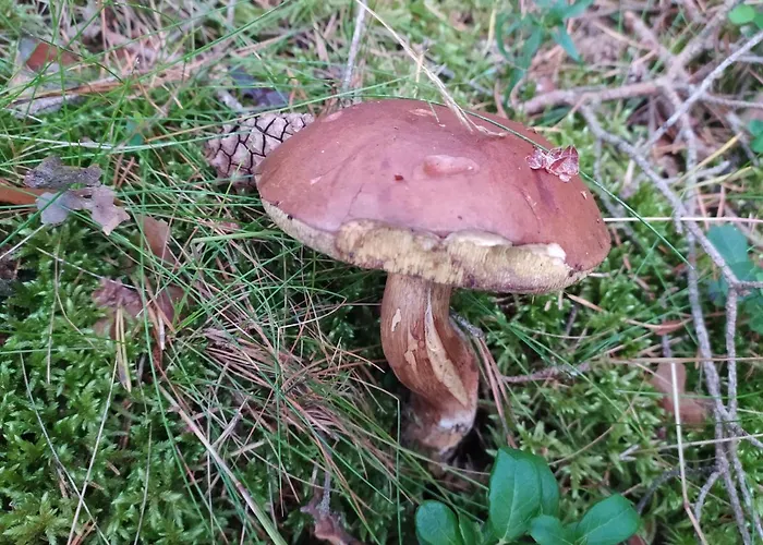 Wczasy Sandi Chlapowo