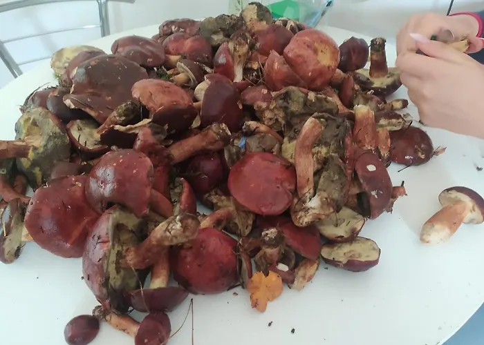 בית אירוח Wczasy Sandi Chlapowo *