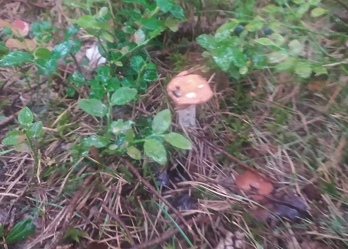 Wczasy Sandi Chlapowo *